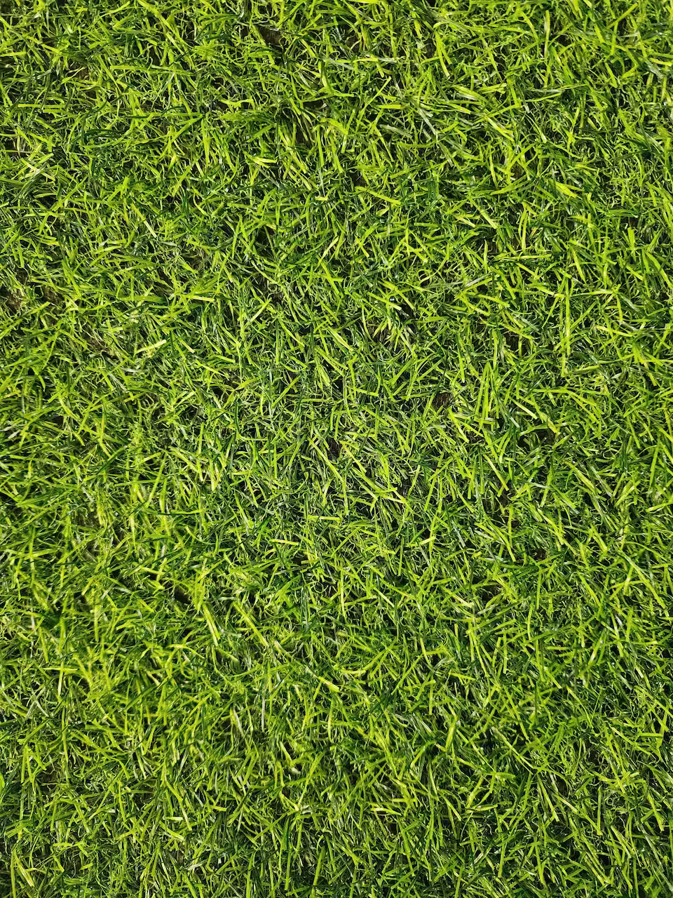 Cỏ nhân tạo 2cm giá rẻ